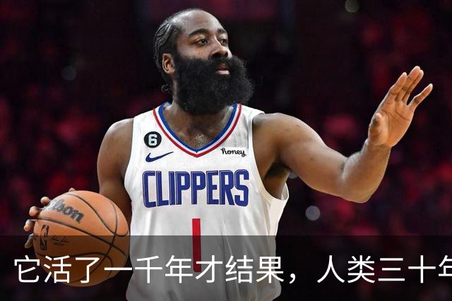 它活了一千年才结果，人类三十年砍光，消失的秘密至今无人能解